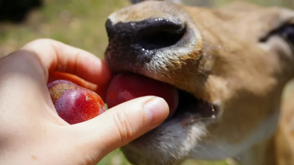 Frutas seguras para cachorro comer, como maçã, uma tutora esta alimentado um cão saudável