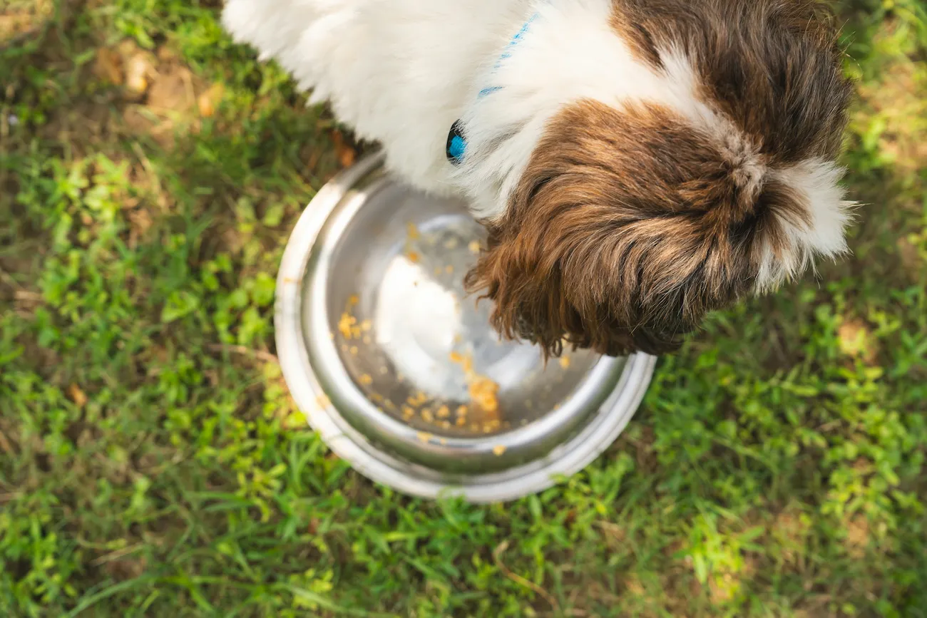 um cachorro sênior comendo uma das melhores rações indicadas para sua idade