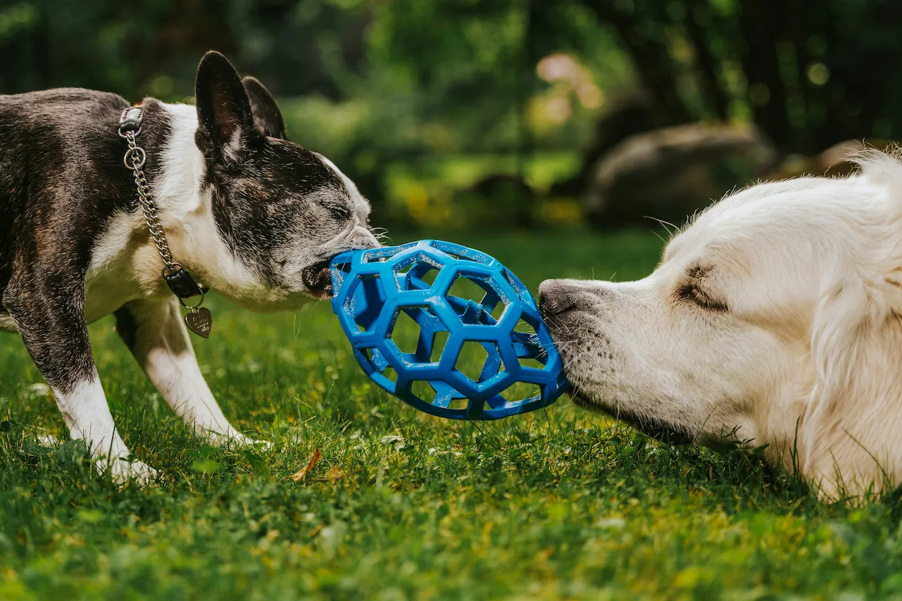 cachorros adultos brincando e se divertindo com os melhores brinquedos para cães