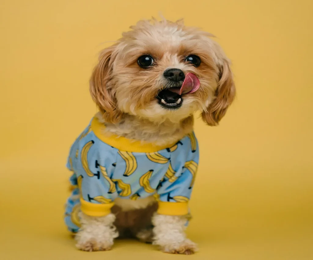 Cachorro de porte pequeno vestindo roupa em fundo amarelo de frente exemplificando o guia sobre até que idade o cachorro cresce e se desenvolve.