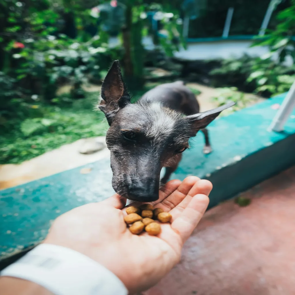 Cão se alimentando diretamente na mão de uma pessoa para demonstrar a palatabilidade e se a ração Fresh Meat cachorro é boa.