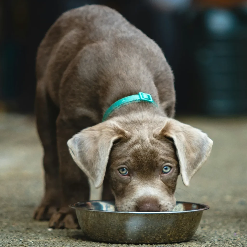 Um filhote de cachorro cinza usando coleira azul come em uma tigela enquanto analisamos se a ração Golden filhote cachorro é boa para o pet.