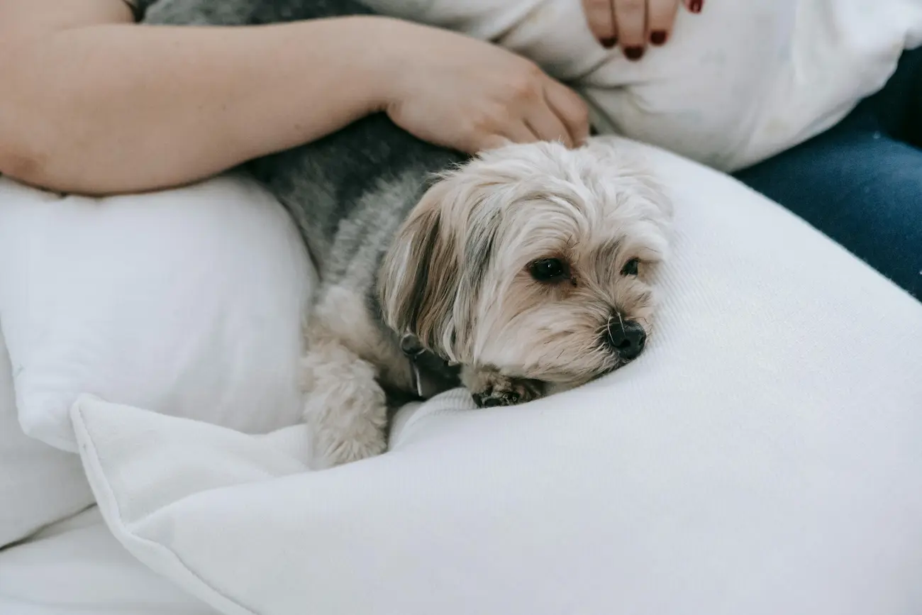 10 Melhores Cachorros para Apartamento: Lista Completa
