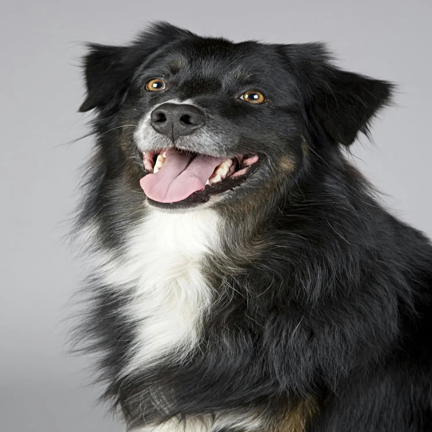 Vitamina para Queda de Pelo de Cachorro: Qual a Melhor?