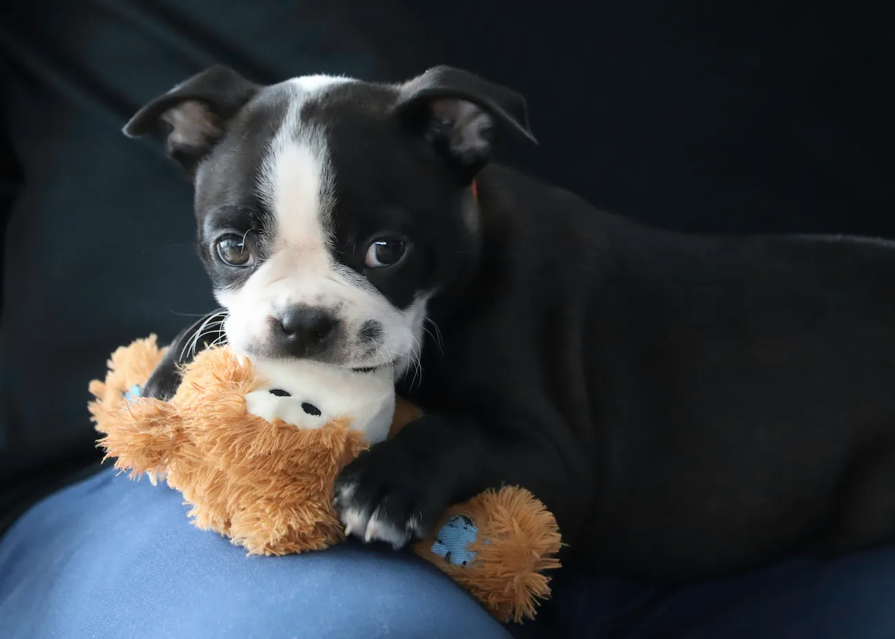 Os 10 Melhores Brinquedos para Cachorro: Guia 2026