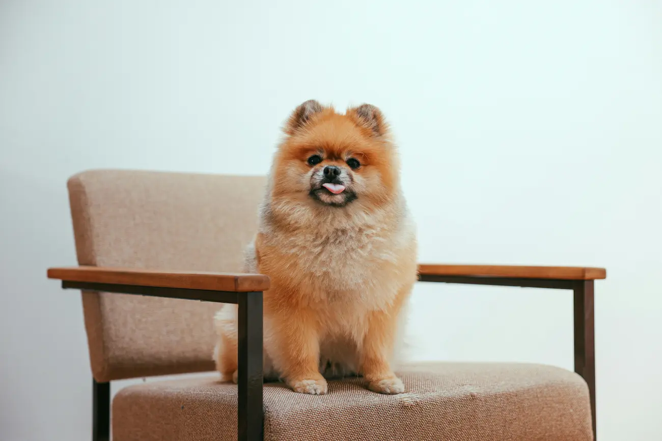 Melhores Nomes Para Cachorro Macho e Fêmea em 2026