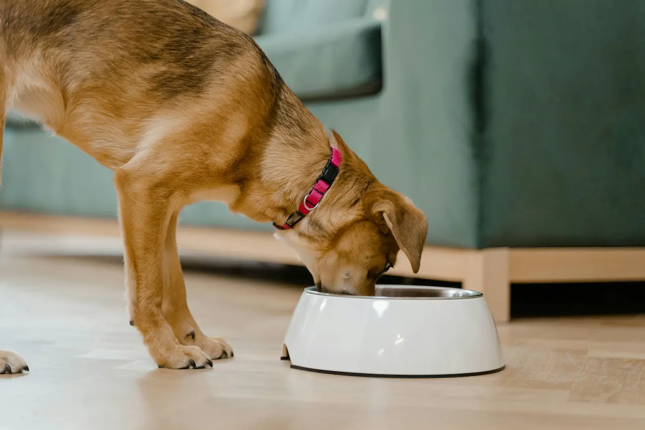 Cachorro se alimentando das melhores raçoes