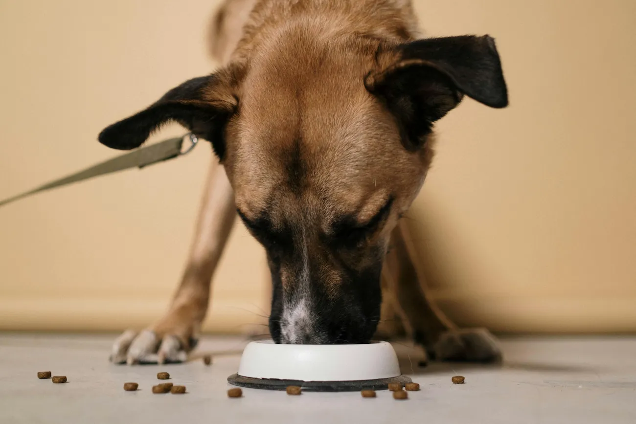 Ração Quatree é Boa para Cachorro? Análise Detalhada