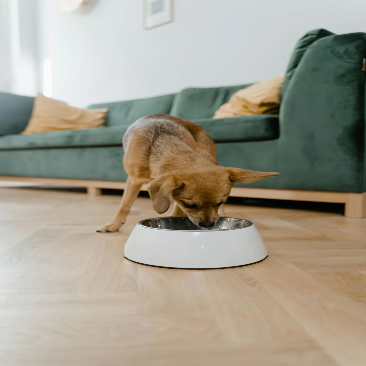Ração Vittamax é Boa? Análise de Custo-Benefício e Nutrição