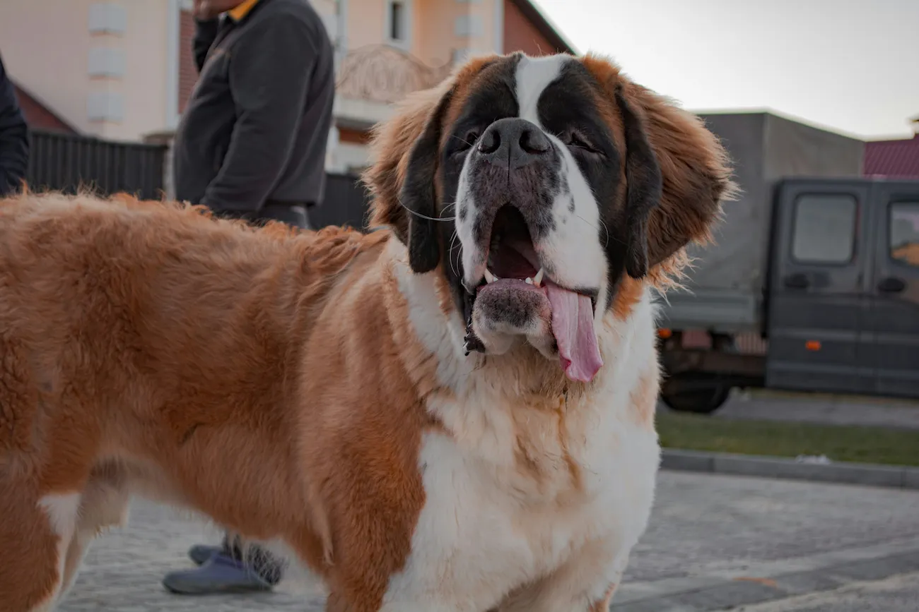 As 10 Melhores Rações para Cachorro Porte Grande em 2026