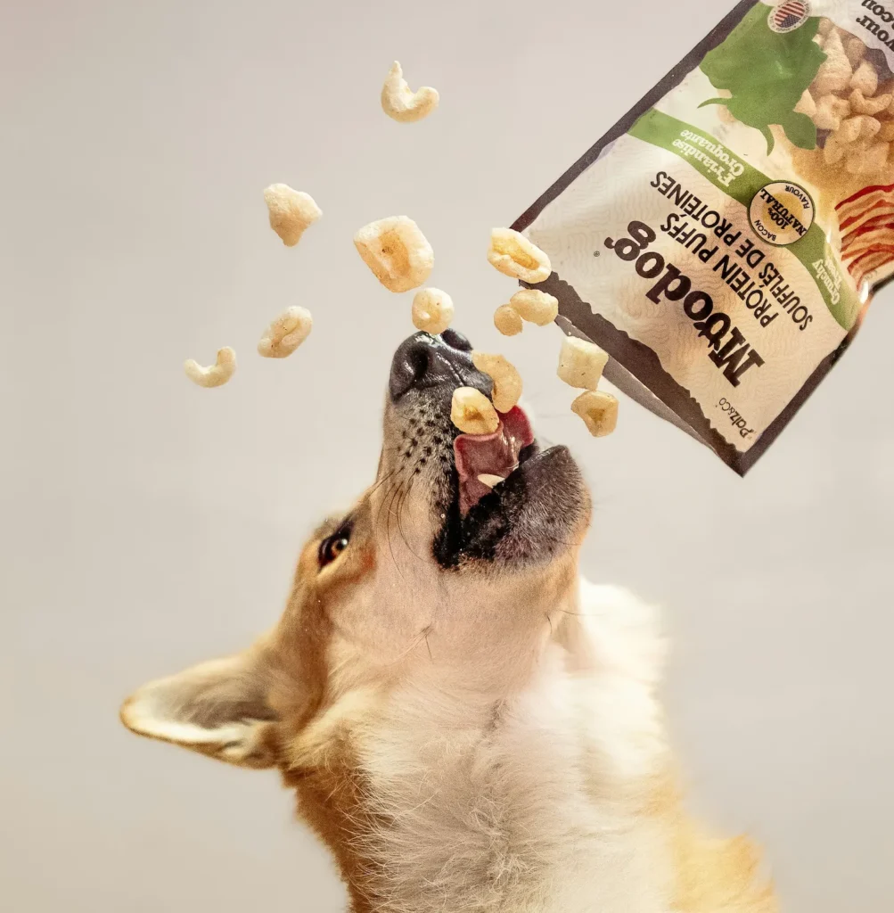 um cão se alimentando com ração melhor custo benéfico do mercado