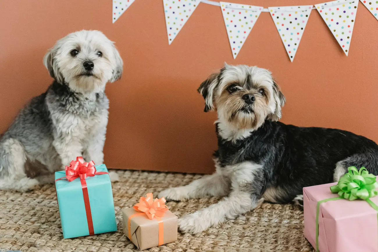 Dois cães de raça pequena posando ao lado de presentes e enfeites de festa ilustrando o artigo sobre como saber a idade do cachorro.